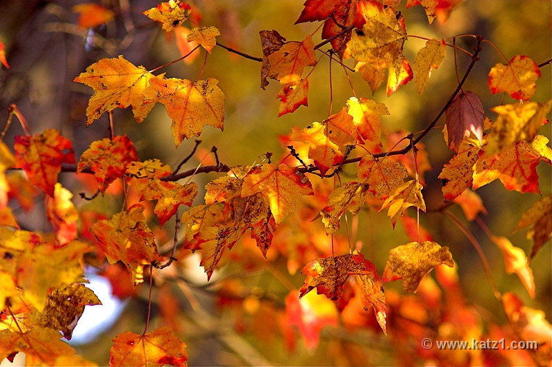 Autumn's Last Gasp 4